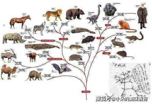 探索自然界：未被驯化的动物及其生存现状
