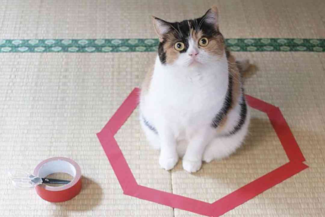 猫咪文学创作：探索猫儿的文字奇境