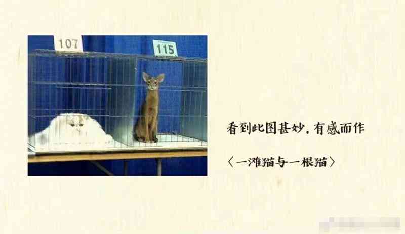 探索写作猫的创意奥秘：如何激发写作灵感