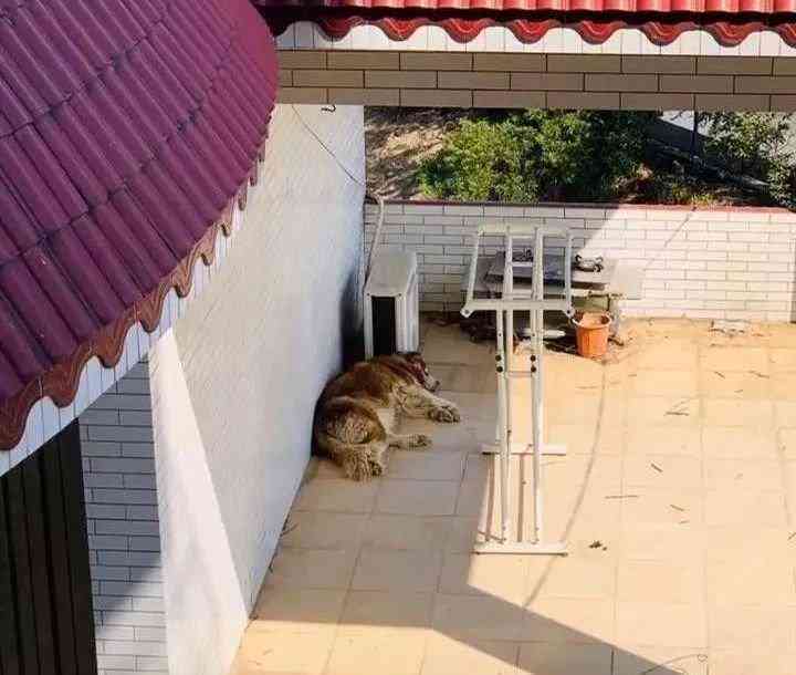 喵喵喵酱喵喵喵：微博大揭秘，喵喵喵酱身份解析