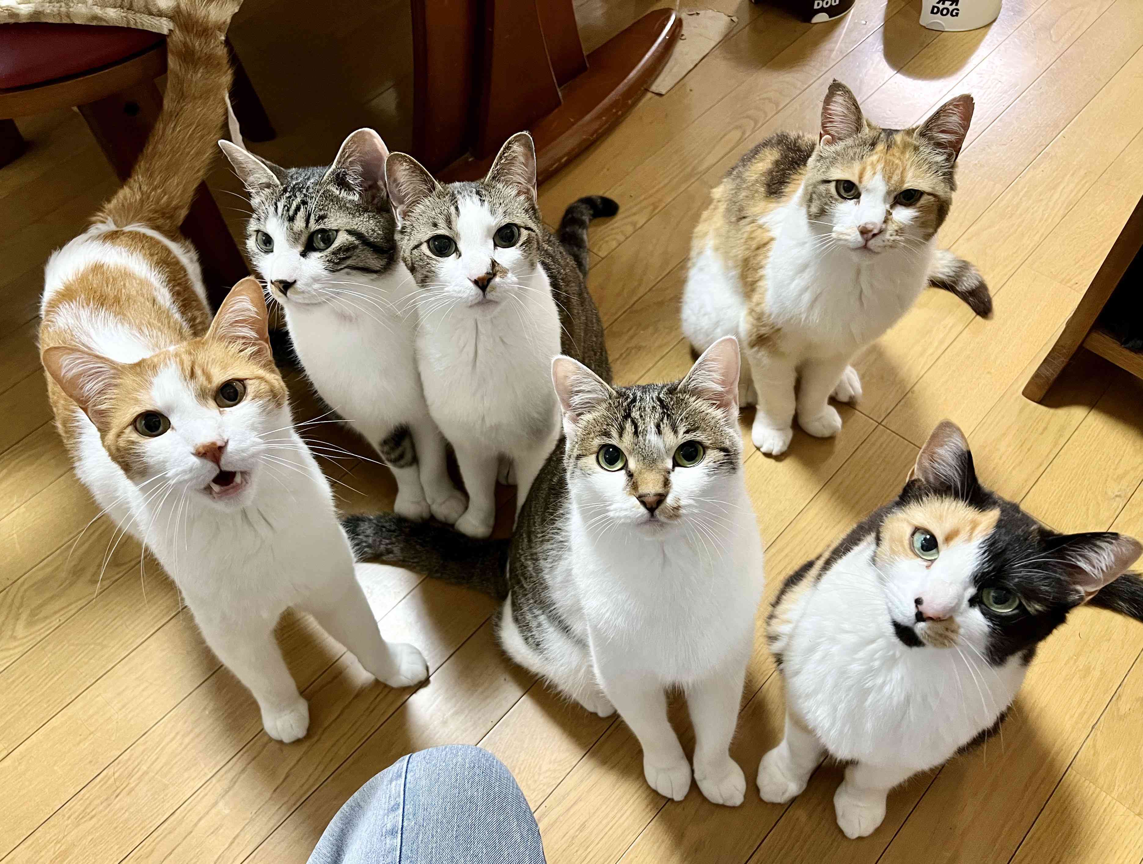喵喵酱的梦幻私宅：猫咪乐园揭秘