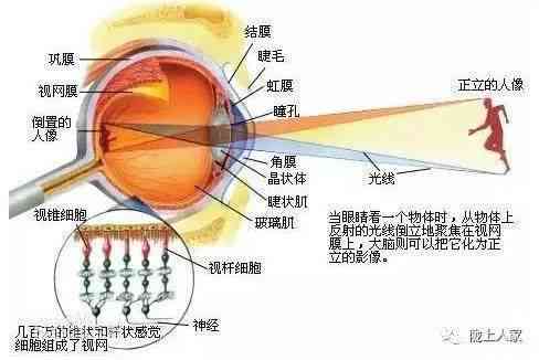 眼底照相机的ai报告在哪里看：详解AI眼底照相机检查与报告阅读