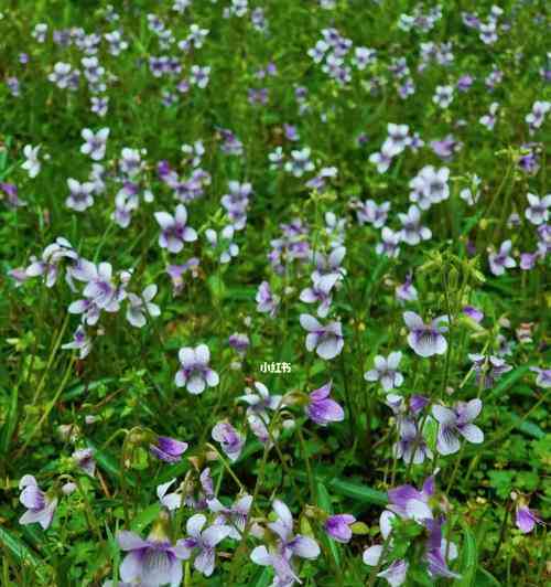 ai紫花地丁文案：爱情花语、说说精选、美句赞颂及其花语寓意解析