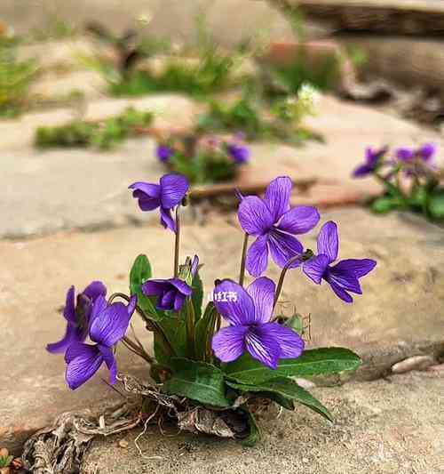 ai紫花地丁文案：爱情花语、说说精选、美句赞颂及其花语寓意解析
