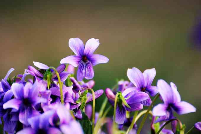ai紫花地丁文案：爱情花语、说说精选、美句赞颂及其花语寓意解析
