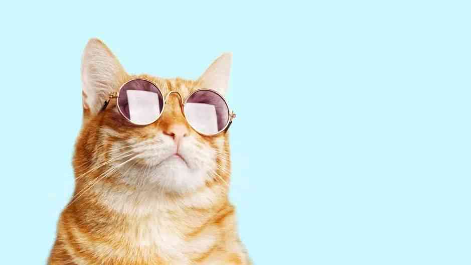智能猫咪助手：AI小猫创意文案攻略