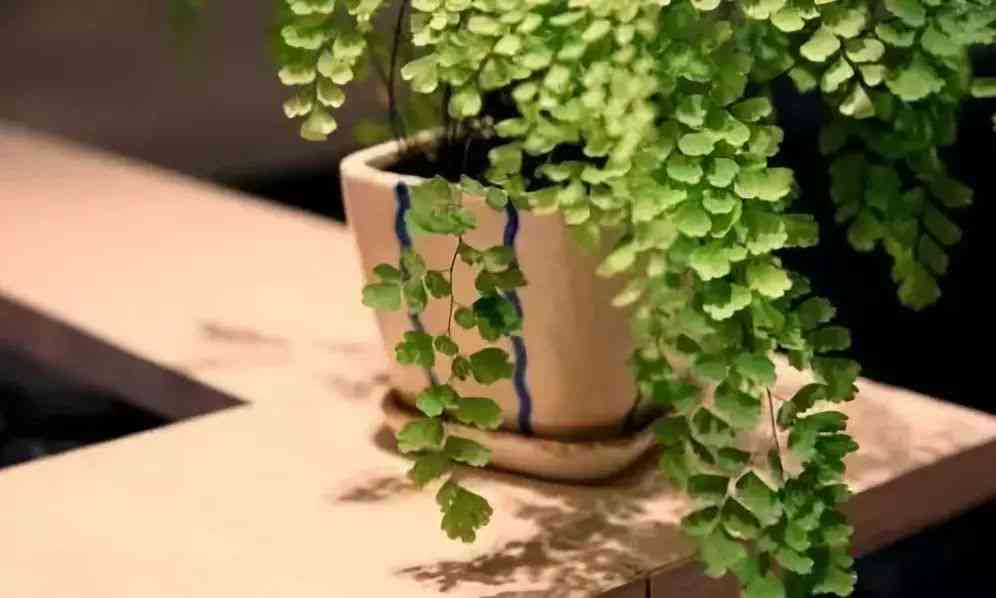 智能植物艺术—小狸猫AI植物创作平台官方网站