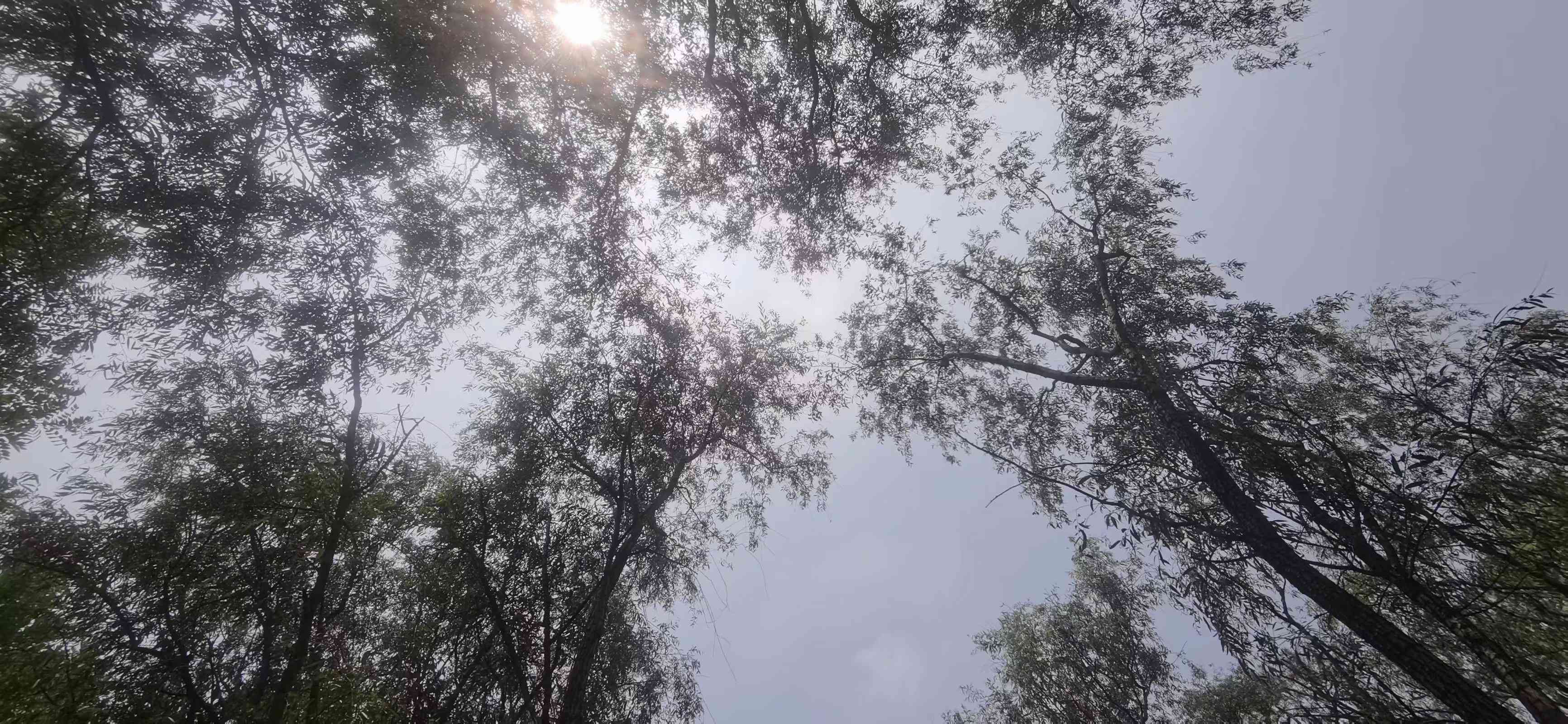 '梦幻彩云AI续写助手——安版全新体验'