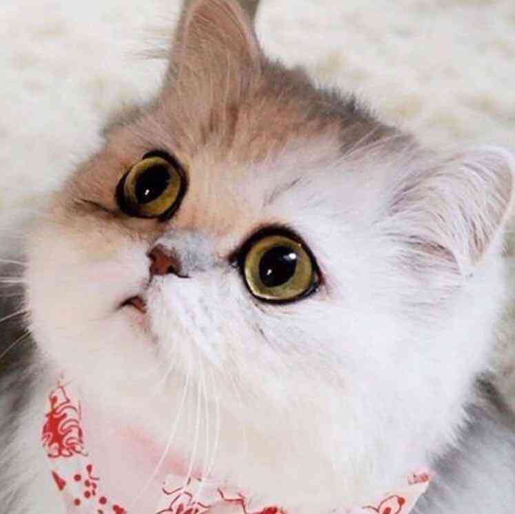猫咪艺术宴：AI绘画萌猫创意文案汇编
