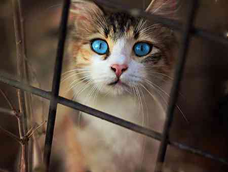 全方位萌猫AI绘画文案攻略：一网打尽猫咪绘画创意与技巧