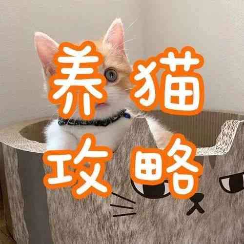 智绘新春：AI猫猫风格创意文案宴