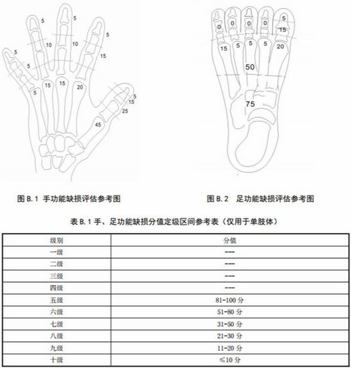 右前肢缺失残疾等级判定及伤残评定标准解析