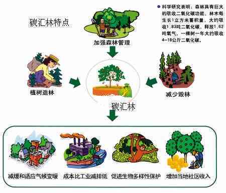 碳汇农场AI分析报告怎么写——详尽撰写指南与步骤解析