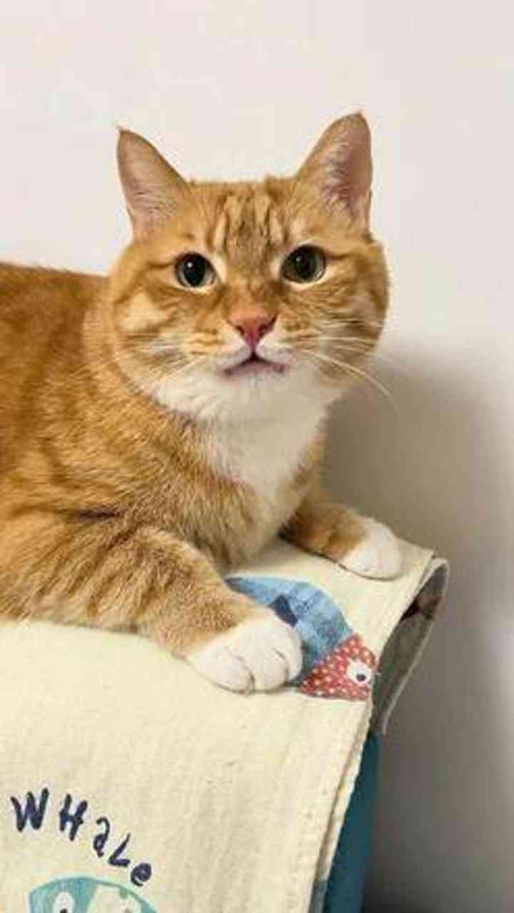 猫咪馨治愈：萌宠文案集结
