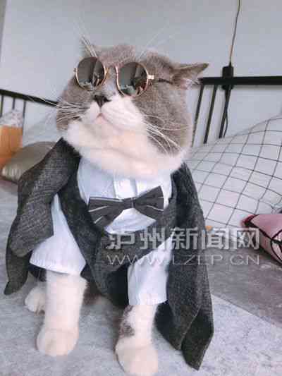 猫咪馨治愈：萌宠文案集结