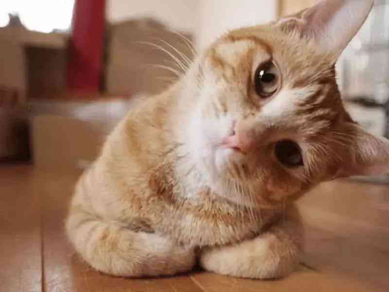 猫咪馨治愈：萌宠文案集结