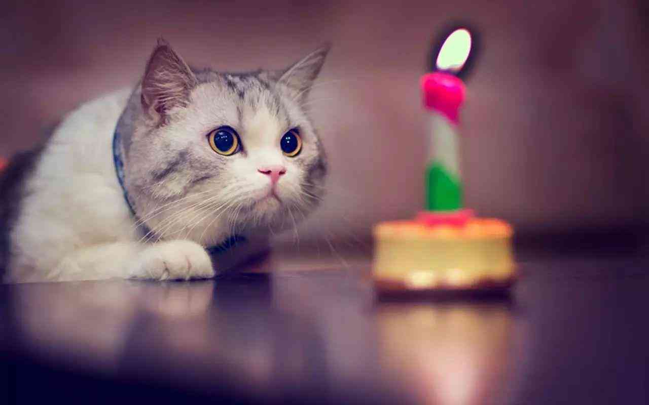 精选猫咪文案句子集锦：全面覆猫咪情感表达、养猫心得与趣味互动指南