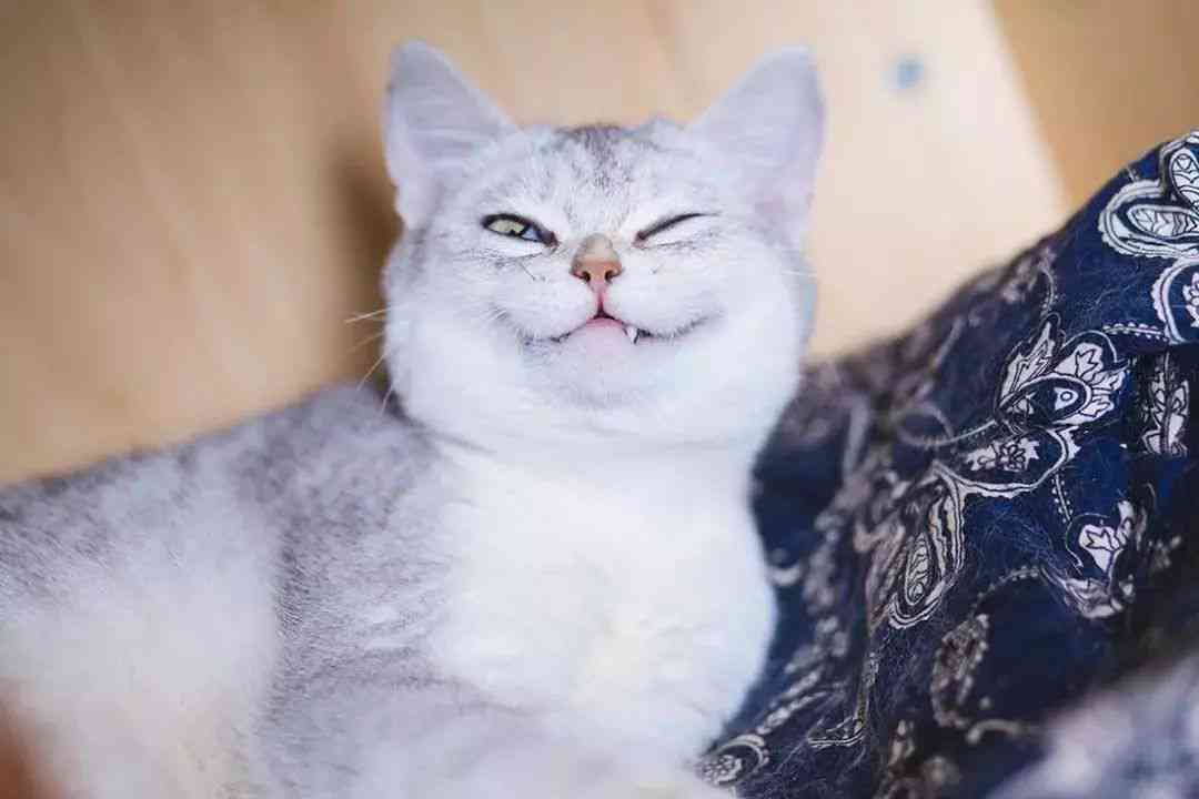 精选猫咪文案句子集锦：全面覆猫咪情感表达、养猫心得与趣味互动指南