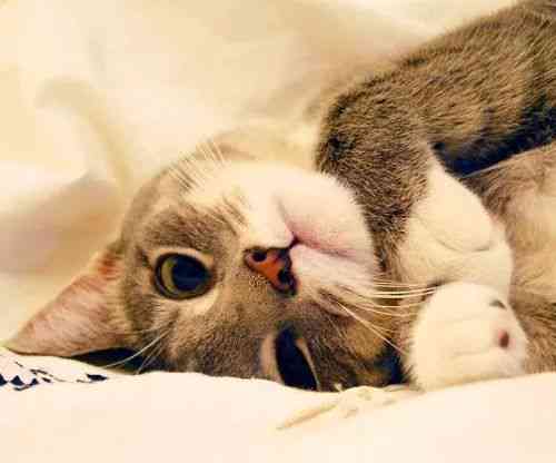 精选猫咪文案句子集锦：全面覆猫咪情感表达、养猫心得与趣味互动指南