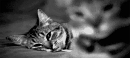 猫咪走心文案：简短、短句、搞笑集锦