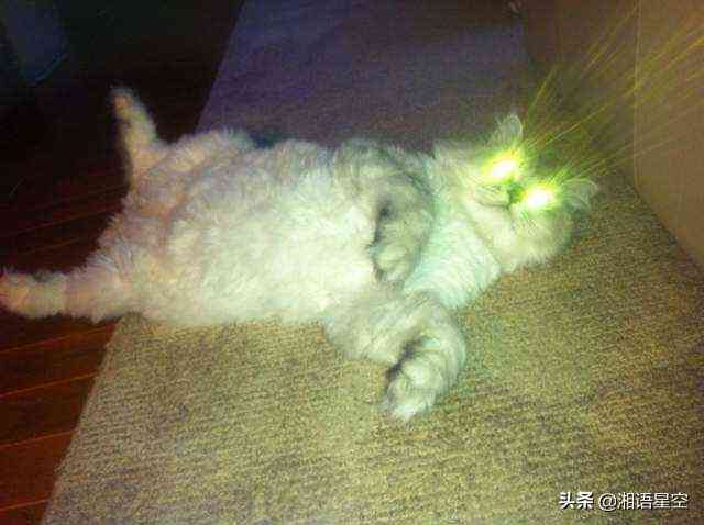 猫咪治愈系短句：清新文艺，心灵疗愈