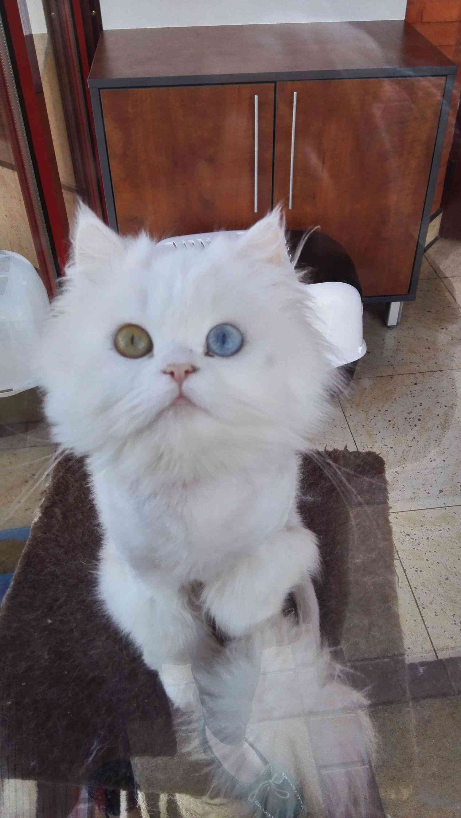 猫咪治愈系短句：清新文艺，心灵疗愈