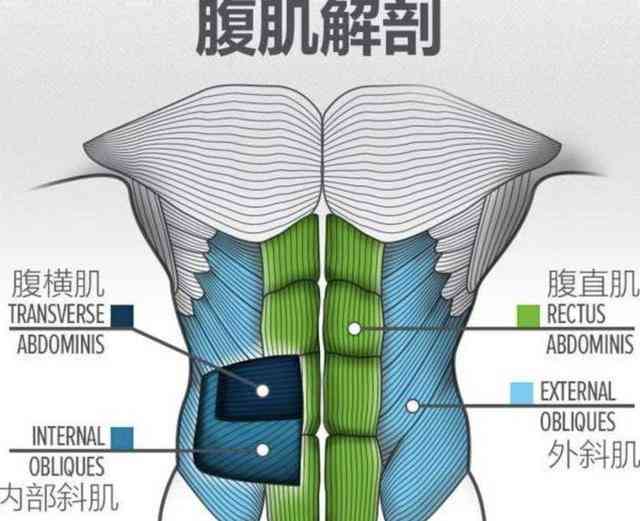 全方位腹肌训练指南：打造完美腹型，解答所有腹肌相关问题