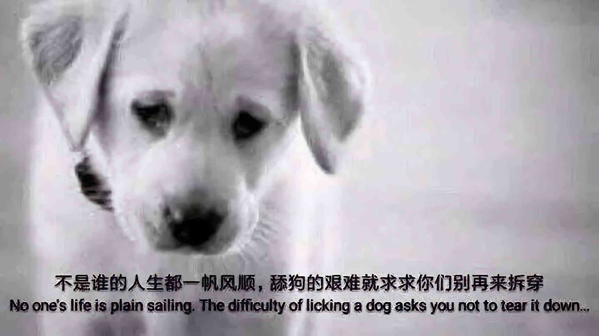 宠物犬绘画素材大全：涵多种犬种、动作、表情与场景的详尽资源集锦