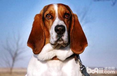 宠物犬绘画素材大全：涵多种犬种、动作、表情与场景的详尽资源集锦