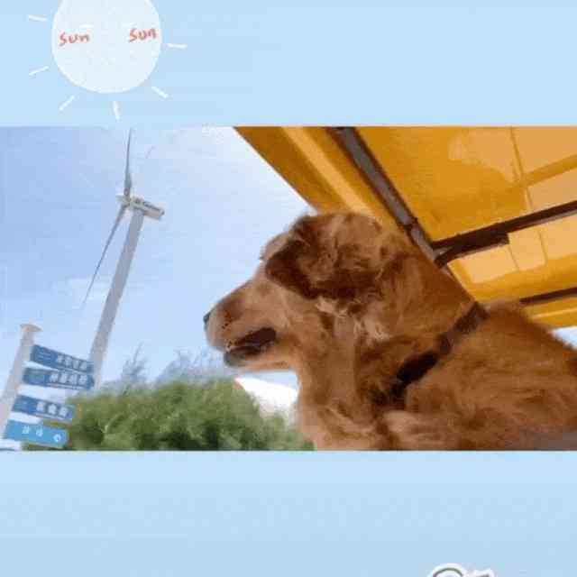 与毛孩共创馨：狗狗专属朋友圈文案灵感
