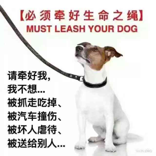 与毛孩共创馨：狗狗专属朋友圈文案灵感