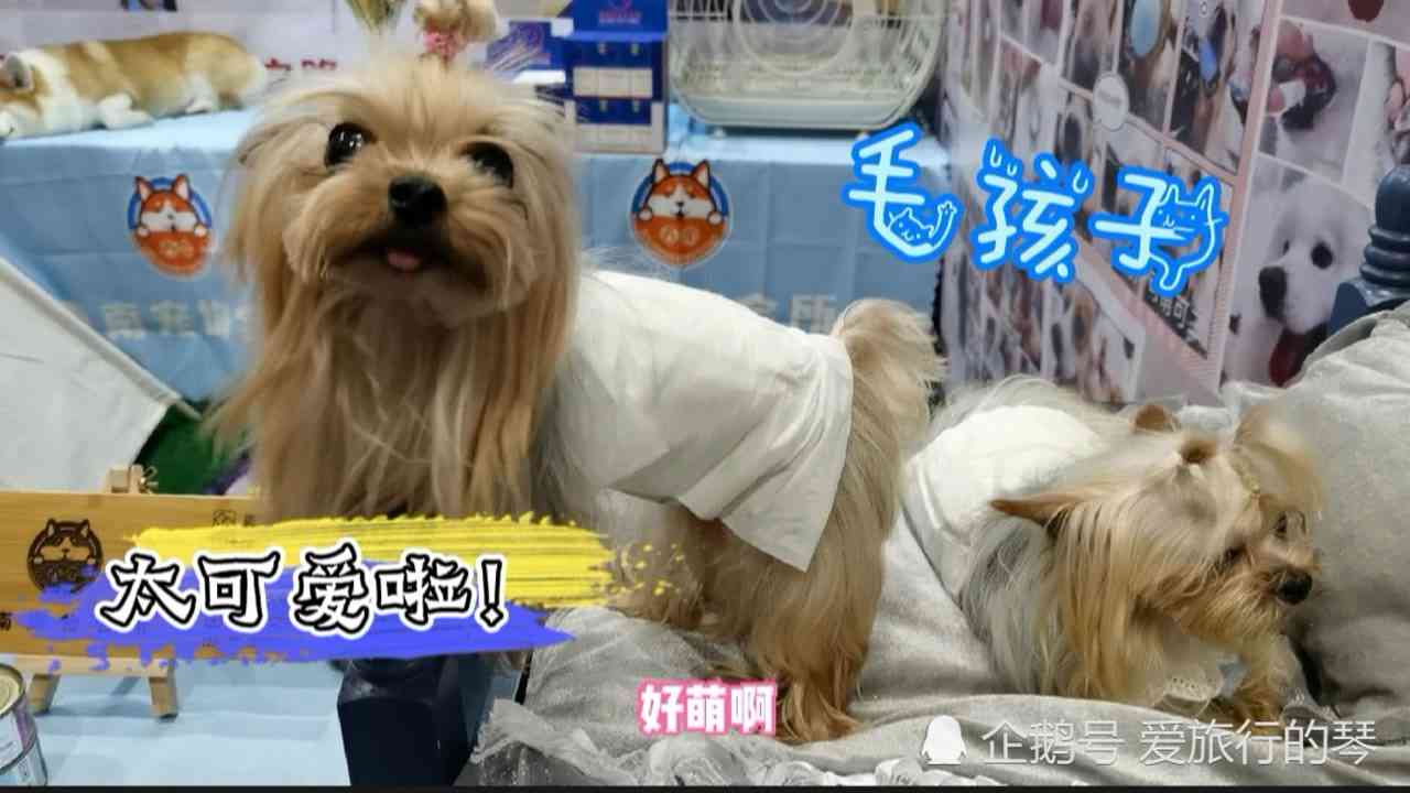与毛孩共创馨：狗狗专属朋友圈文案灵感