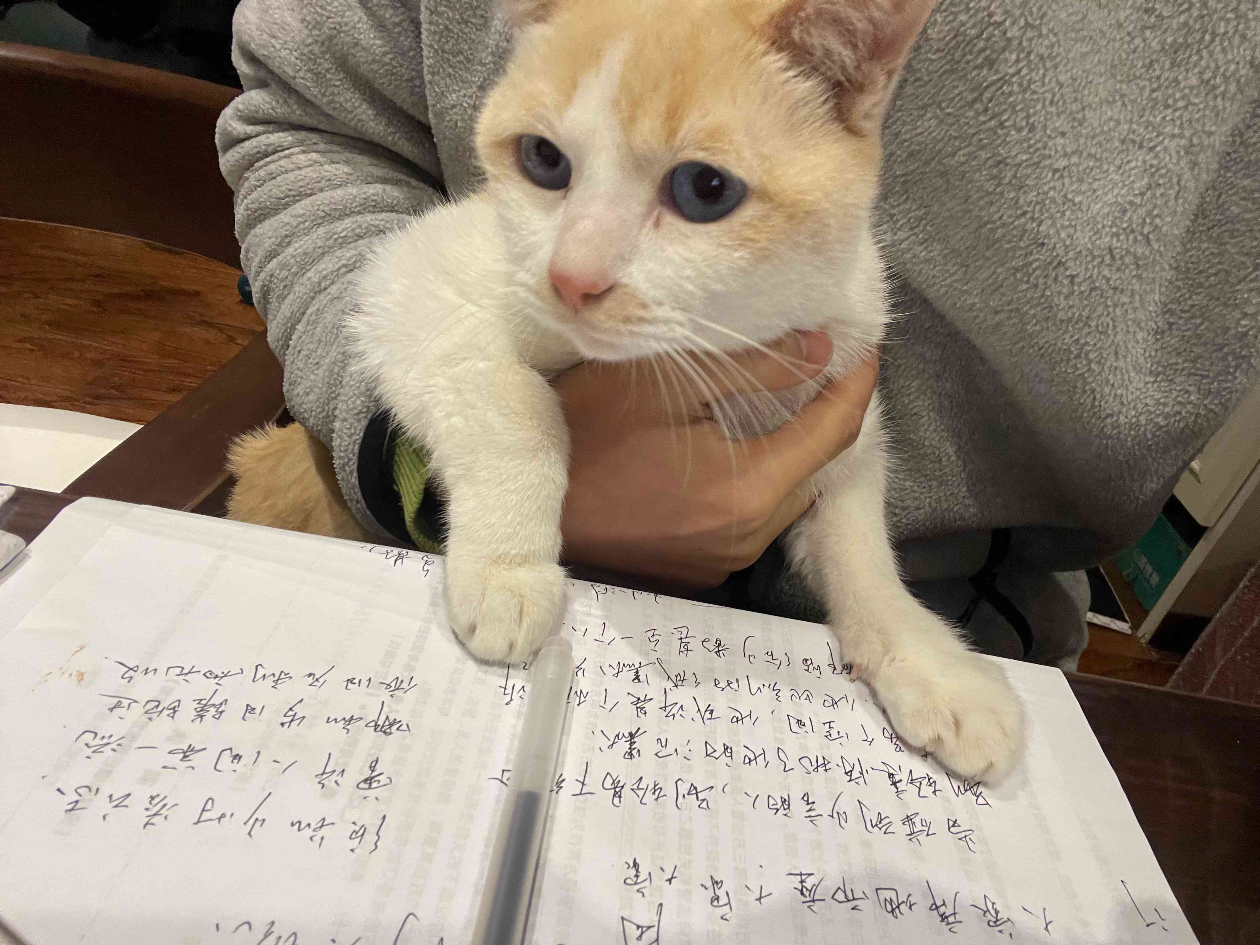 猫咪专属智能书写伴侣——小猫智能书写工具