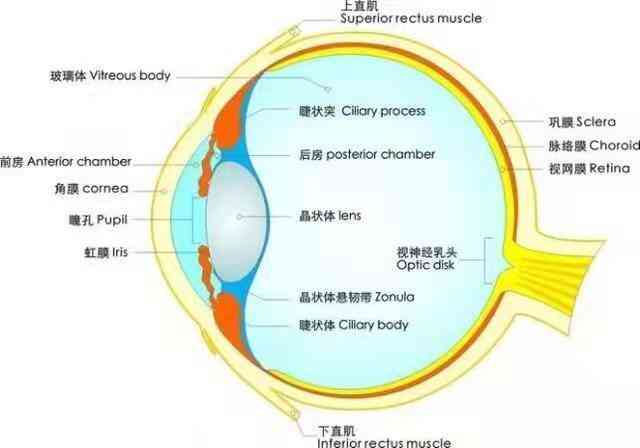 圆锥角膜可以上班工作吗：对职业生涯及夜班工作的影响与注意事项