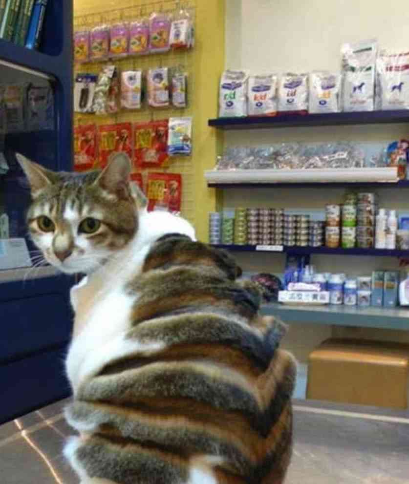 探索猫咪风格AI绘画小程序：轻松上手指南与使用教程