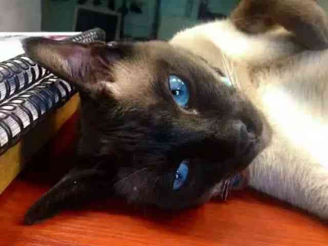 探索猫咪风格AI绘画小程序：轻松上手指南与使用教程