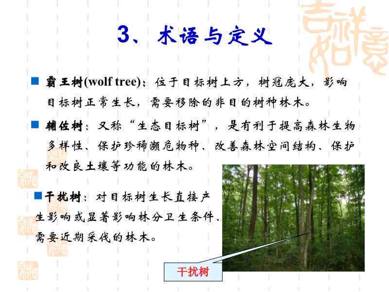 《森林作业：名词解释、疗法差异、更新方法与主伐方式探讨及作文汇编》