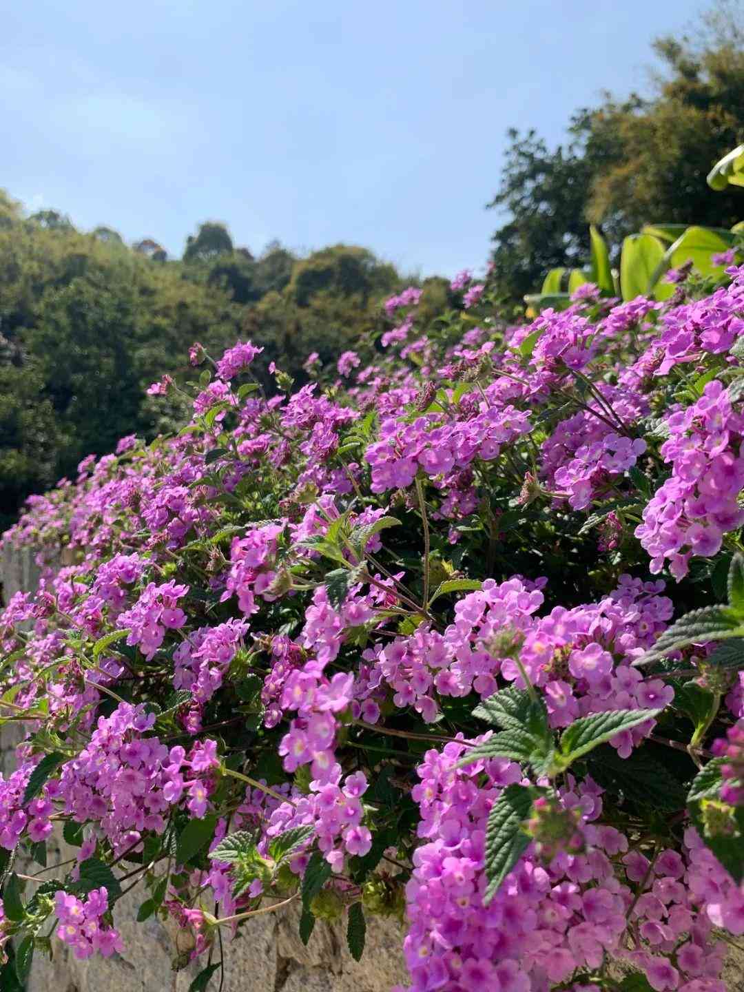 ai创作奈花园文案怎么写好：打造独特视角的文案撰写指南