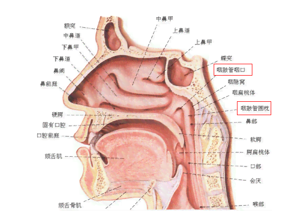 声带结节治疗方式详探：手术疗法与非手术疗法全面解析