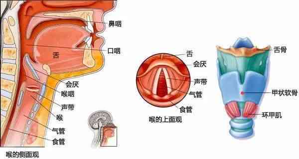声带小结是否属于工伤范畴：职业嗓音疾病认定探讨