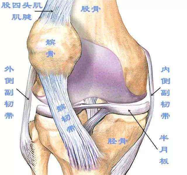 全面解析：复发性髌骨脱位的多种保守治疗策略与有效复方法