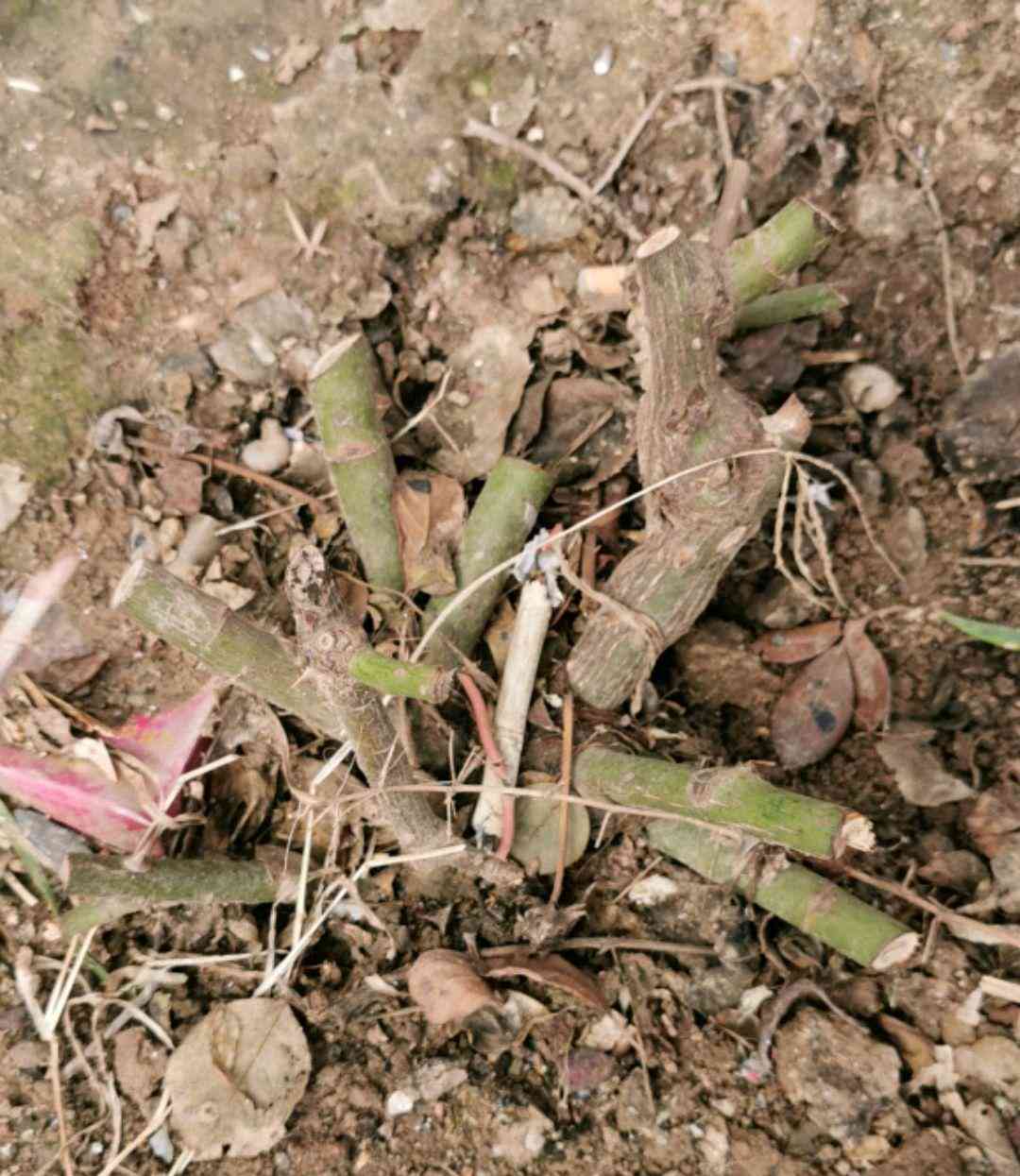 冬日ai写真文案怎么写：打造冬主题好看照片指南