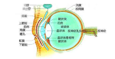 外伤性视网膜脱落认定工伤