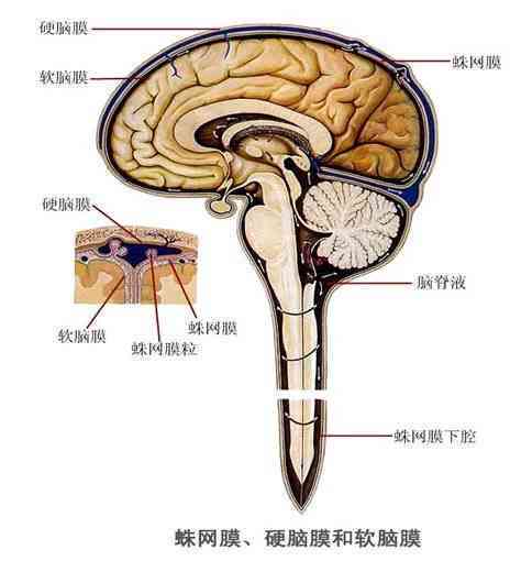 多发性挫伤损伤程度鉴定及法律意义解析