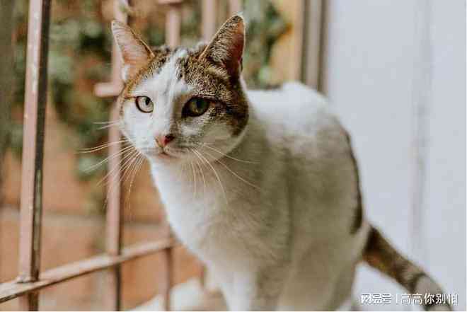 如何撰写关于各种猫咪的详细介绍：涵品种、性、饲养指南与常见问题解答