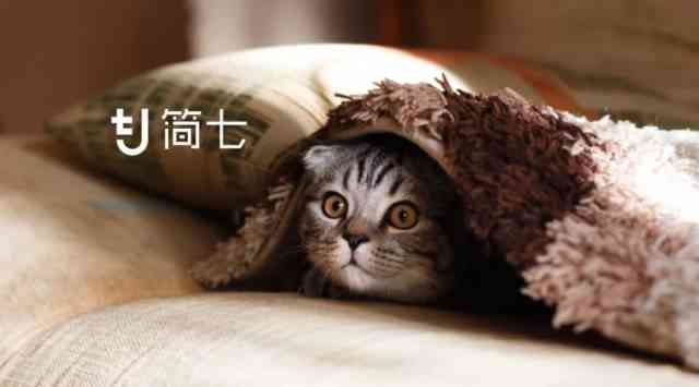 如何撰写关于各种猫咪的详细介绍：涵品种、性、饲养指南与常见问题解答