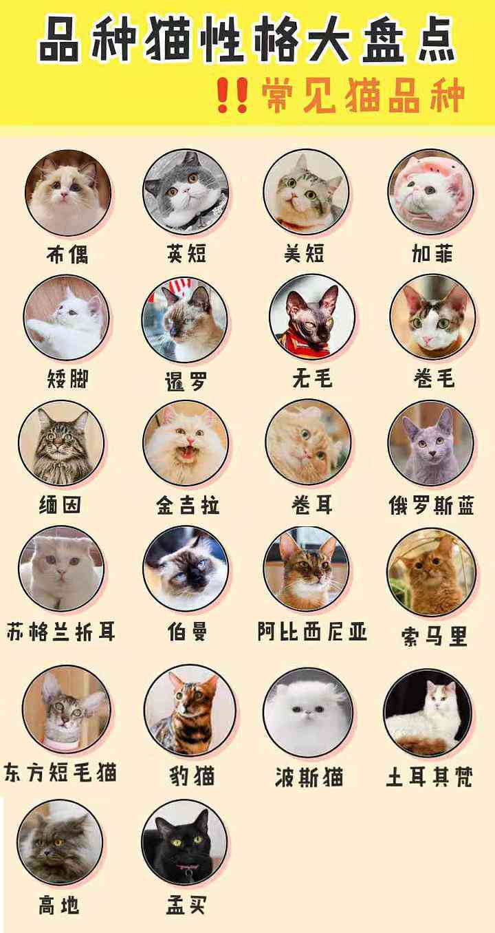 如何撰写关于各种猫咪的详细介绍：涵品种、性、饲养指南与常见问题解答