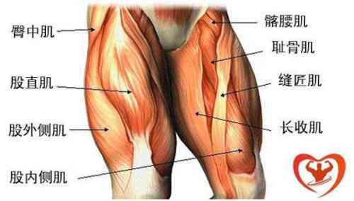 大腿肌肉损伤与修复：常见原因、症状、治疗与复策略