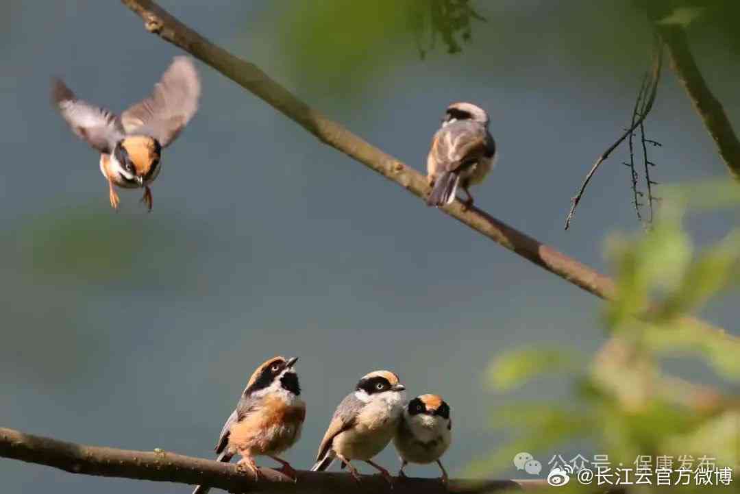 揭秘雀恋爱之谜：全方位探索雀的爱情生活与情感表达