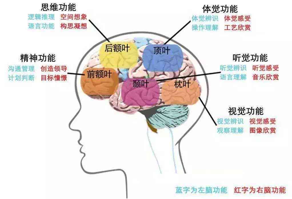 智慧核心——大脑功能与信息官网